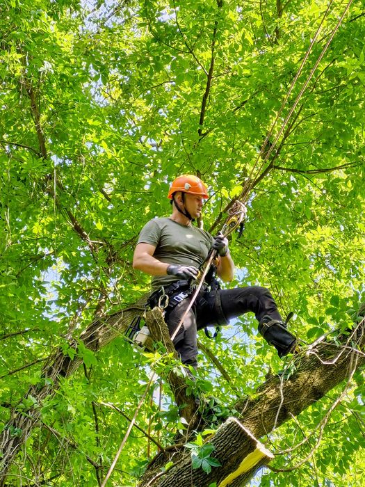 Wycinka drzew, przycinanie drzew, alpinistycznie / z podnośnika