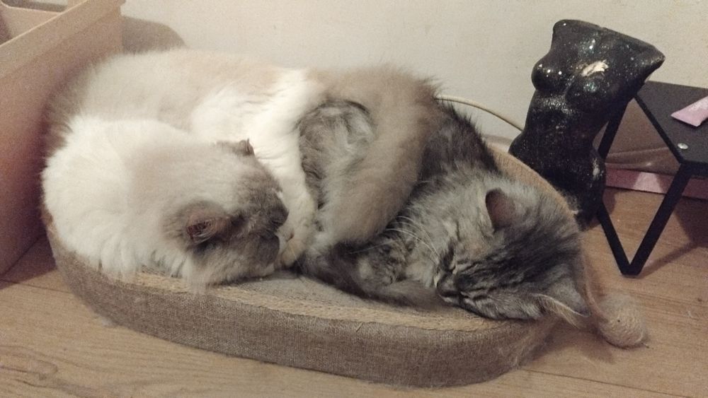Передержка котика/кошки