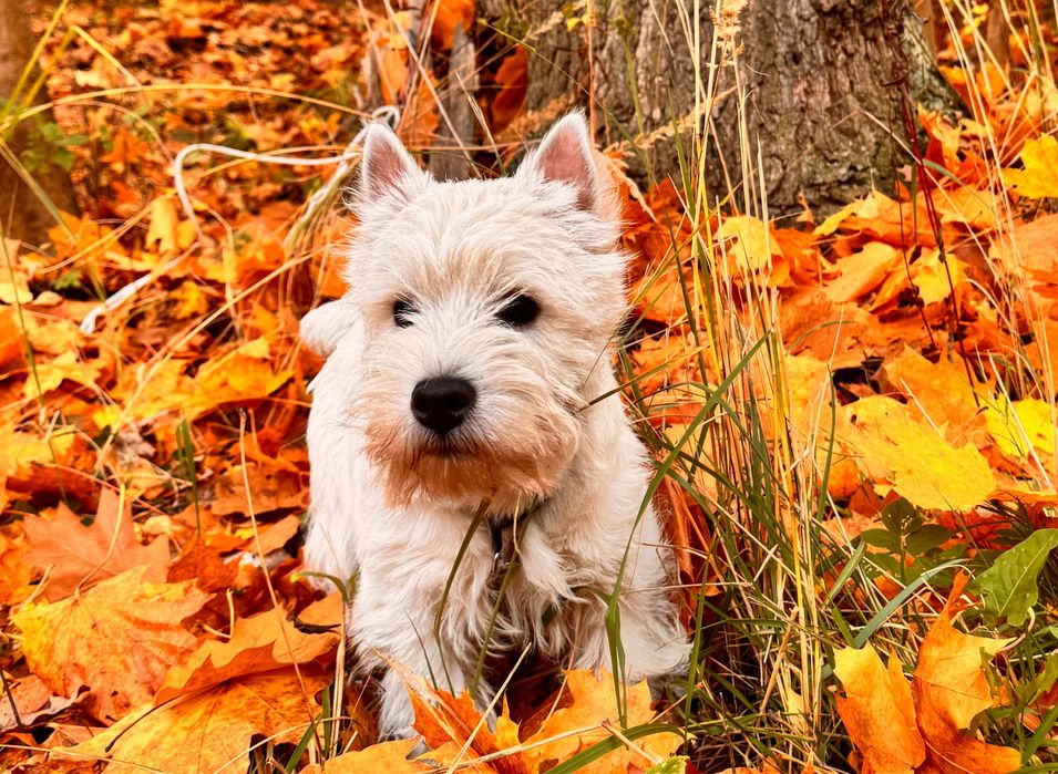 West Highland White Terrier