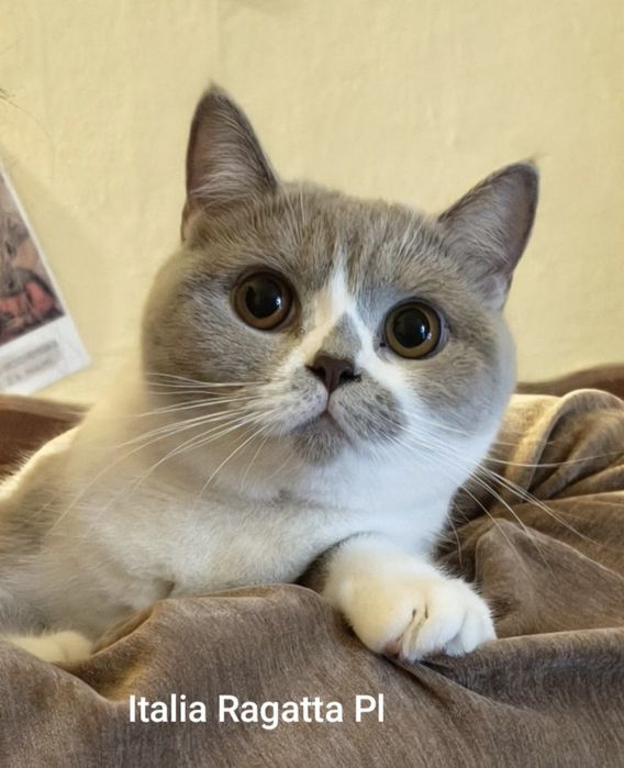 Brytyski krótkowłosy liliowy bikolor