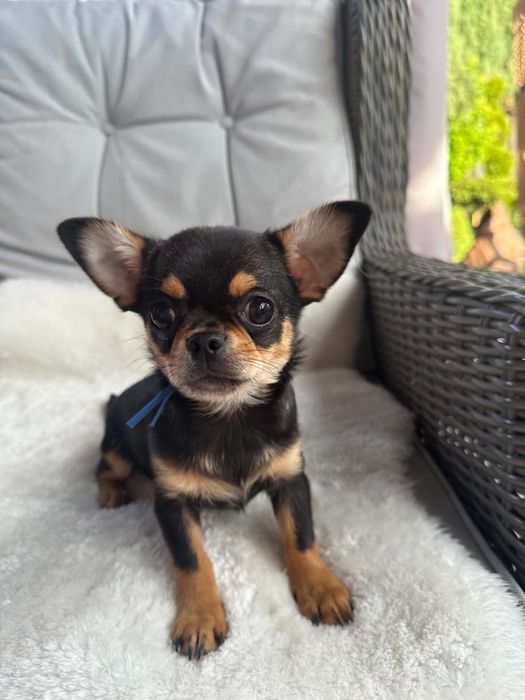 Sliczny chlopiec tri-color Chihuahua