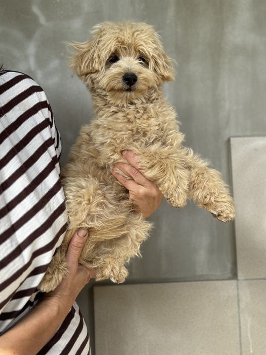 Той пудель мальтіпу хлопчик не линяє, гіпоалергенна шерсть