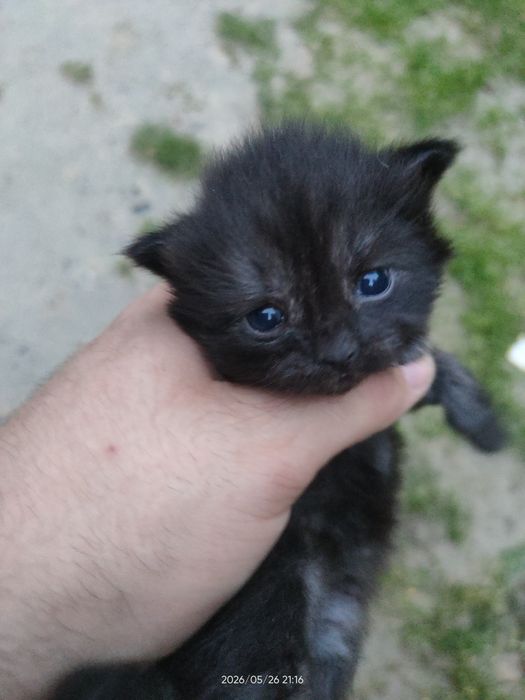 Кошенята маленькі