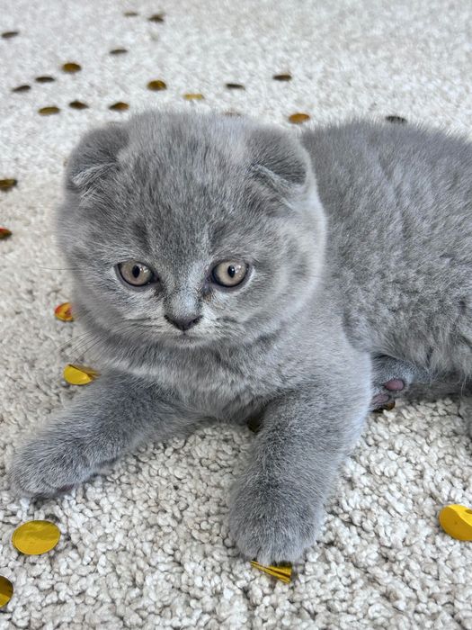 Gatinho Scottish Fold azul