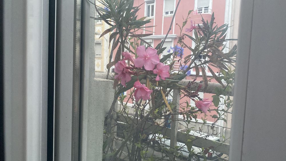 Planta oleandro em vaso de barro