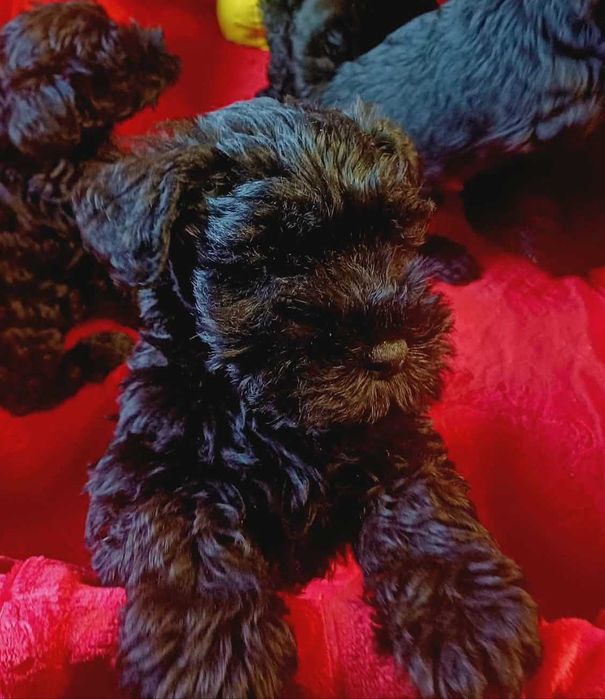 Sznaucer miniaturowy