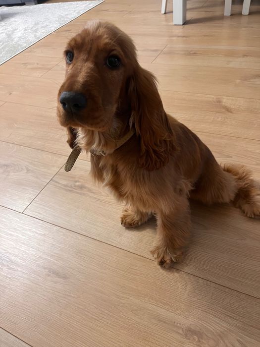 Szczeniak spaniel