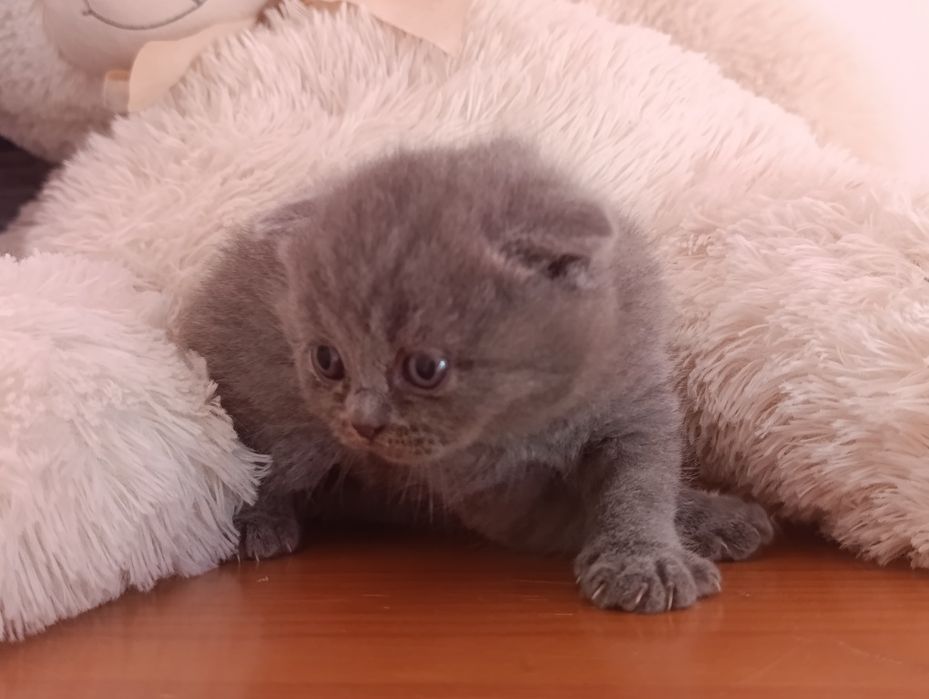 Scottish fold com qualidade