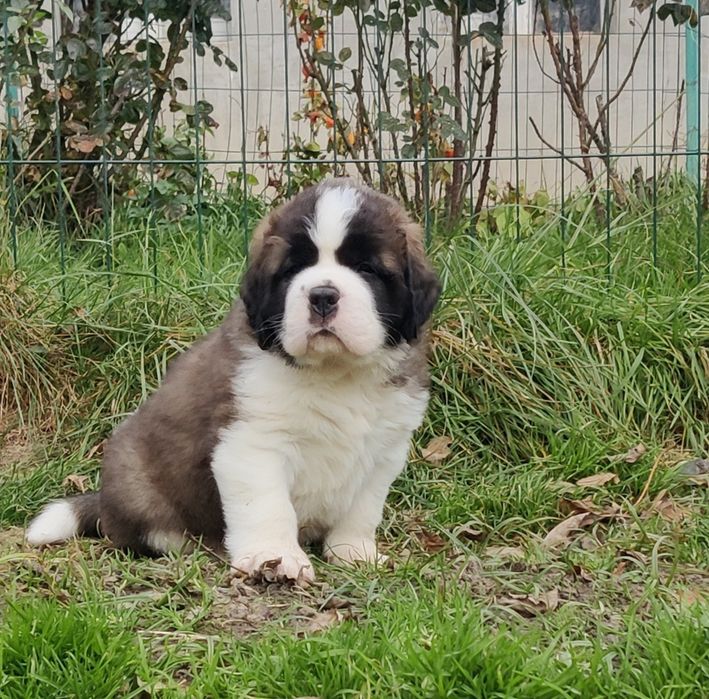 Довгошерстний хлопчик сенбернар. Офіційний розплідник КСУ FCI