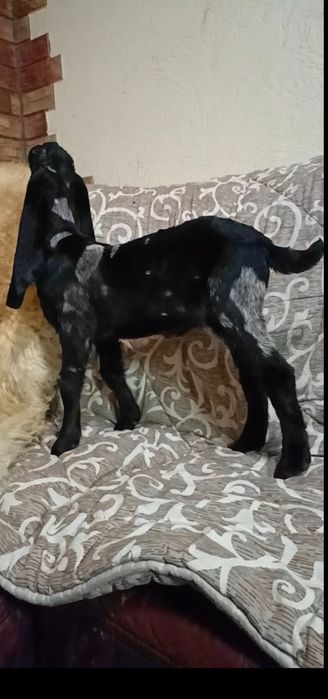 Козлик камори нубийский 75%