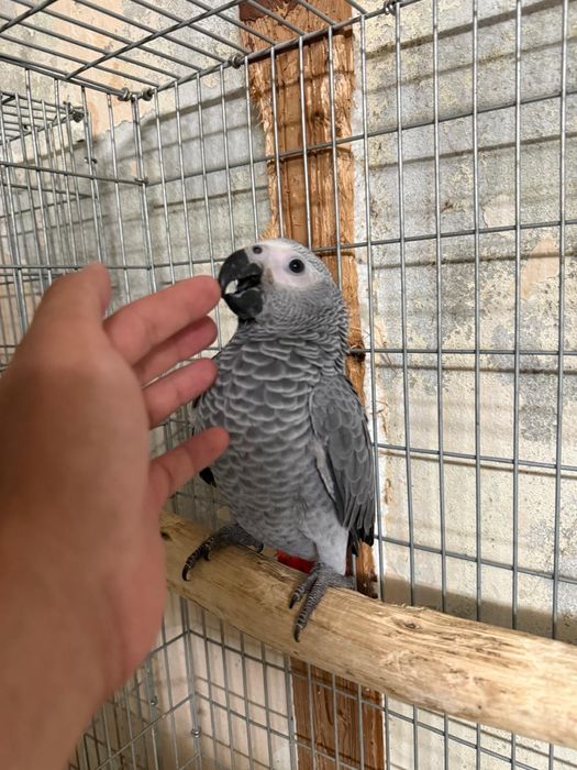 Papagaios Cinzentos domesticados