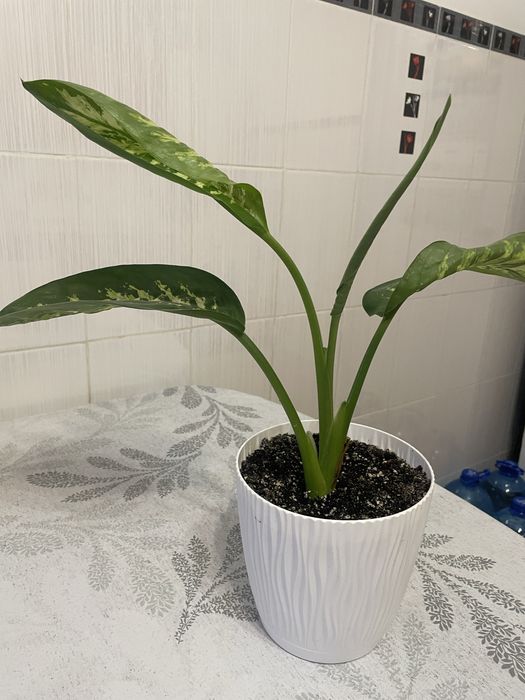 Рослинна кімнатна