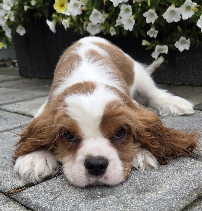 Cavalier King Charles Spaniel Samczyk