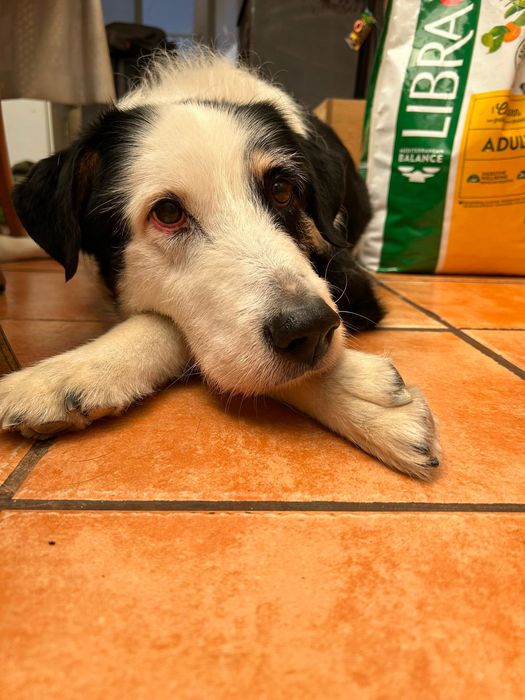 Cão para adoção responsável