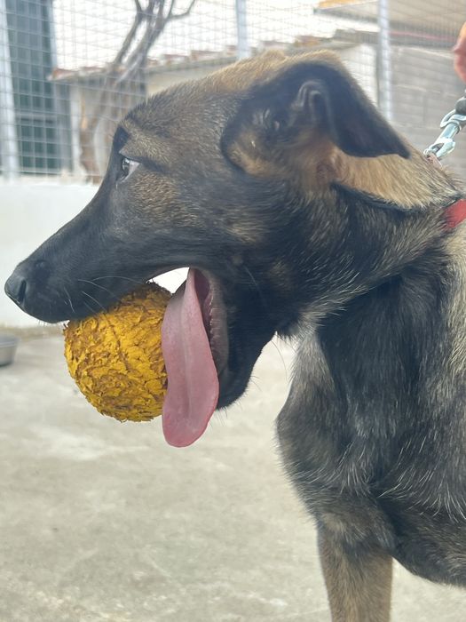 Pastor Belga Malinois