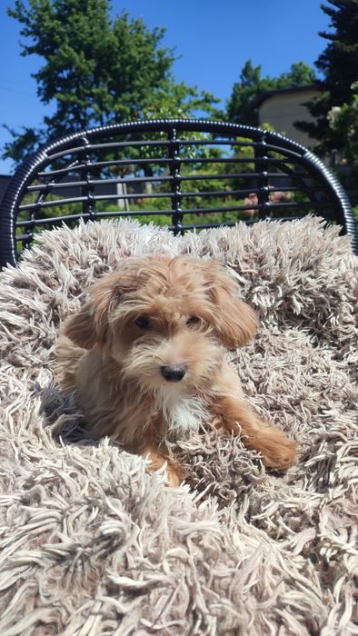 Maltipoo, Maltańczyk z Pudlem suczka samica Częstochowa