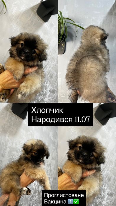 Продам собак пекинес шукають сім’ю