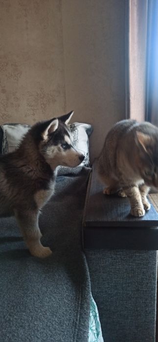 Сибірська  хаскі