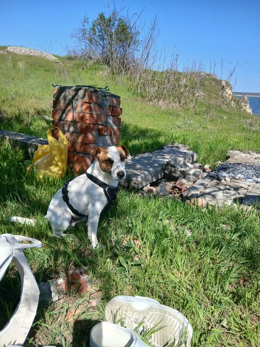 Вязка Джек Рассел