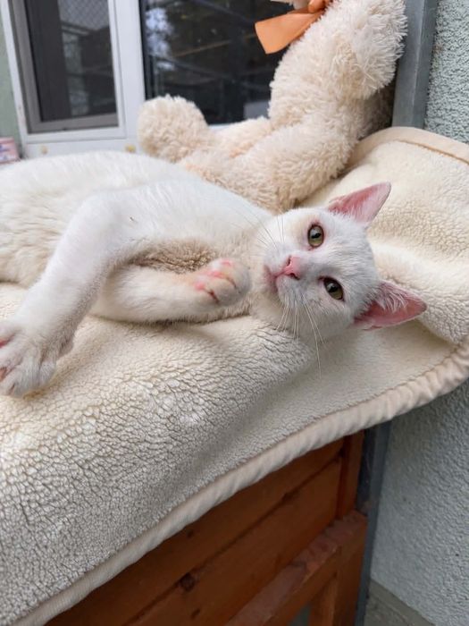 Śnieżka kot adopcja schronisko przytulas kotka biała