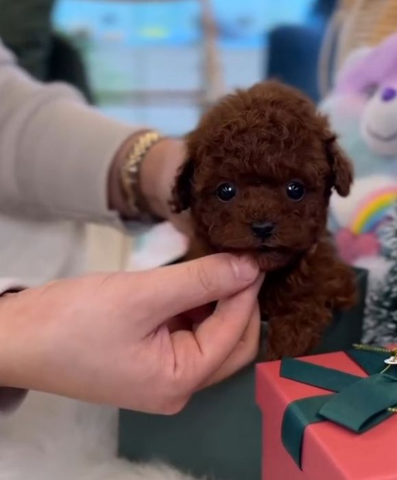 Віп малишка. кітай , темний Ред браун.темна