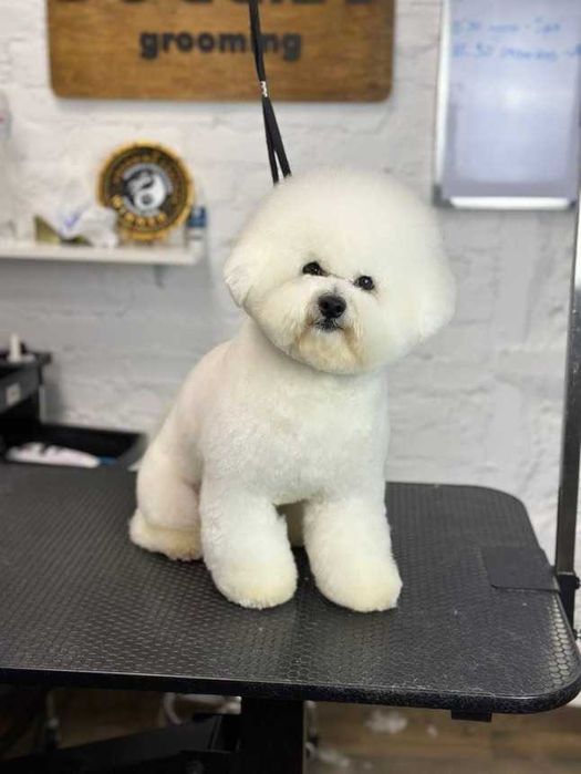 Хлопчик Бішон Фрізе,КСУ,12 місяців / Bichon Frize boy,UKU,12 months