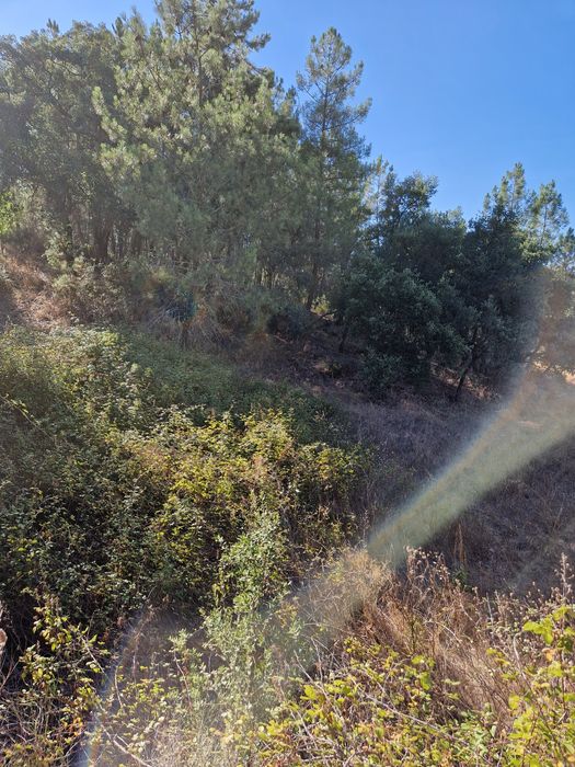 Terreno rústico - Espinho Pequeno