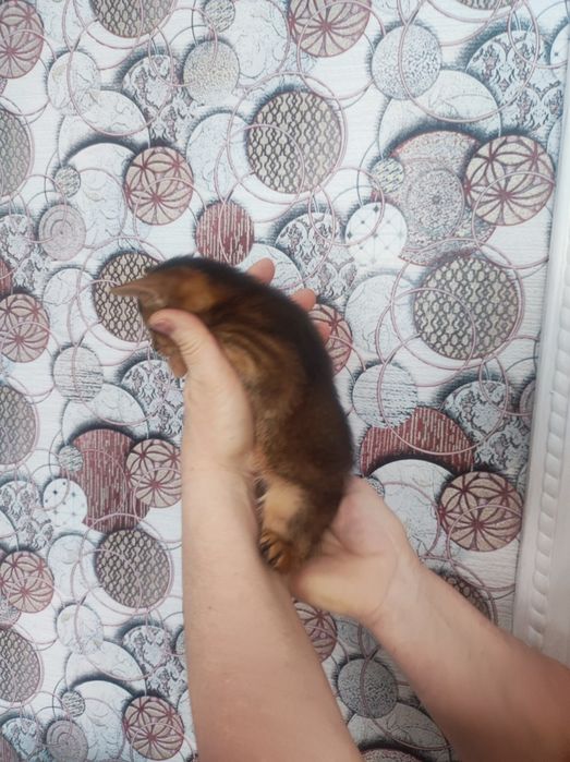 Аббісінсткий котик