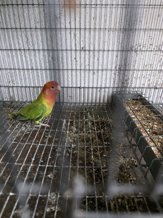 Agapornis Long  Feather