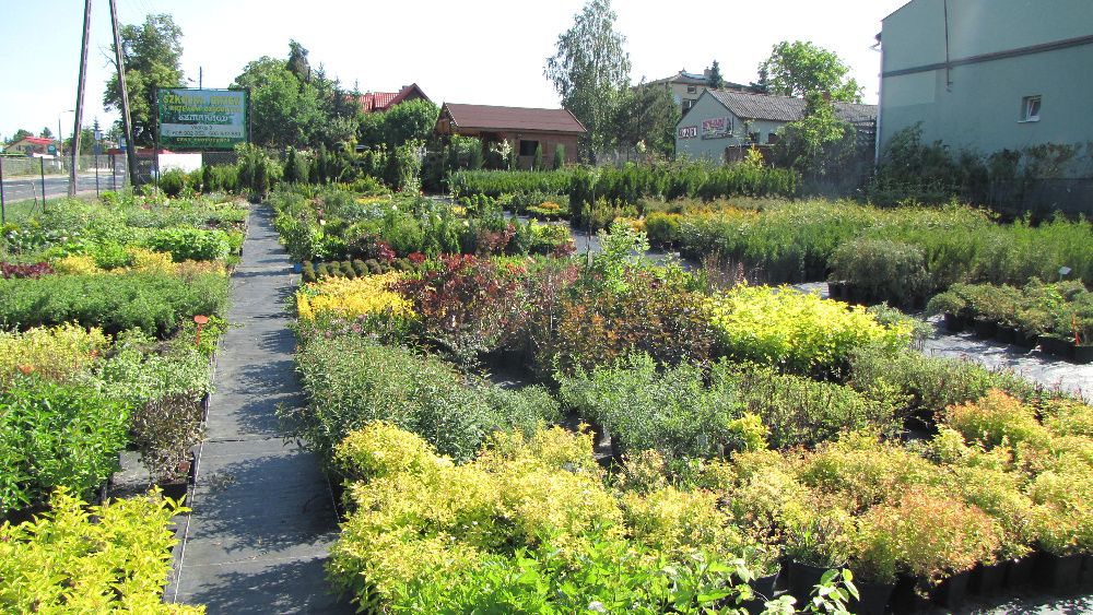 Tuja tuje Szmaragd 80-,400cm. od 10 zł kopana -20% wiosenna promocja