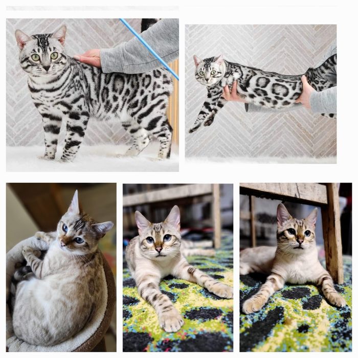 Kotka srebrna bengalska kot bengal rodowód FPL FiFE