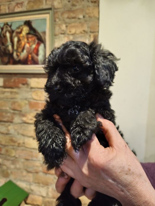 Pudel toy, pudel chłopiec