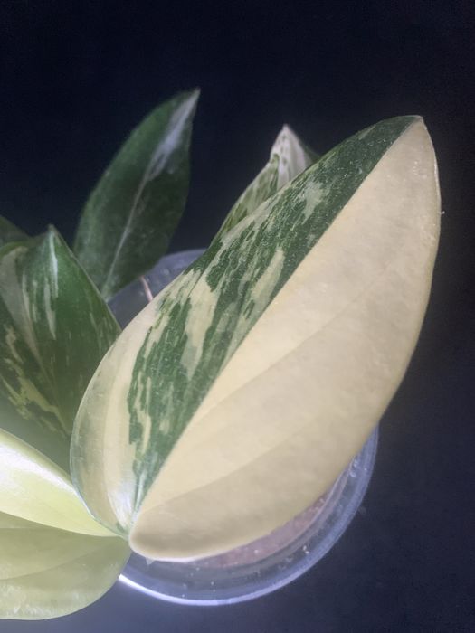 Monstera Standleyana - rosnacy -6 lisci !