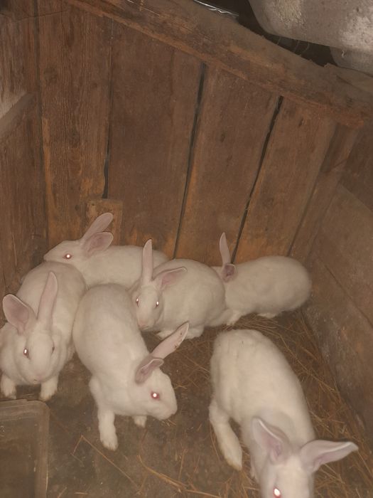 Продам термонців