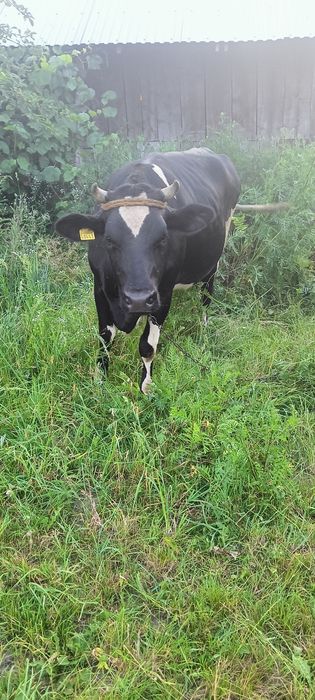 Sprzedam krowe i jałówkę