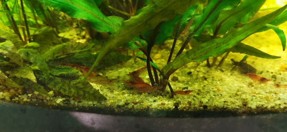 Akwarystyka koglonojady czarne 3 zł i żółte 4 zł rozmiar od 2 cm do 4,