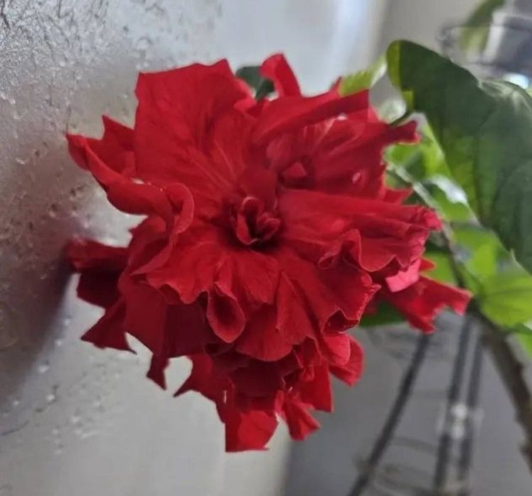 Гібіскус махровий, кімнатний.