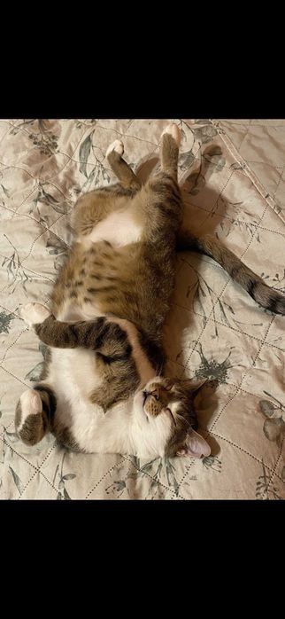 Rumcajs szuka stałego kochanego domku