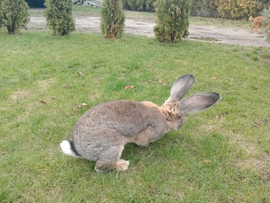 Sprzedam samca i samice  olbrzym belgijski samiec bos