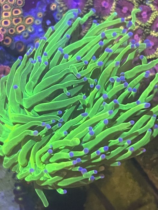 Euphyllia Holly Grail Piekna tlusta FLUOLAMPS.PL WYSYŁKI