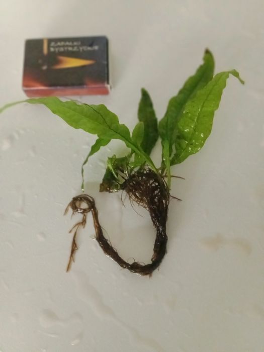 Microsorium roślina akwariowa