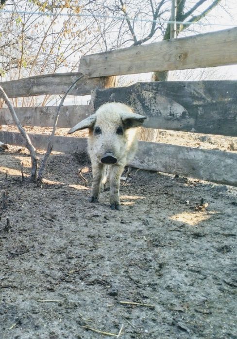 Поросята. Угорська пухова мангалиця, венгерская пуховая мангалица.