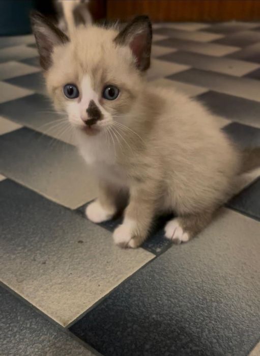 Gatos para adoção responsável