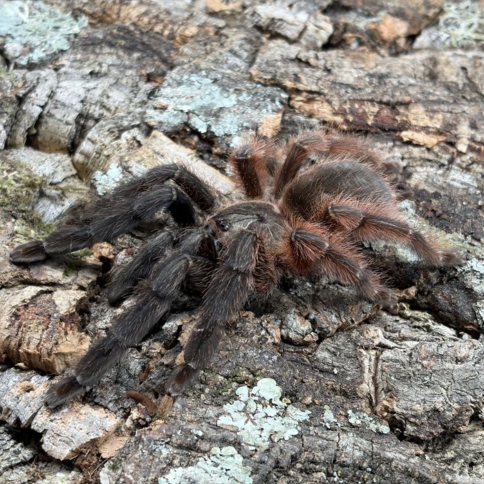 Pająk ptasznik Psalmopoeus victori