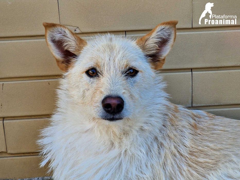 BARONESA - Cadelinha para Adoção!