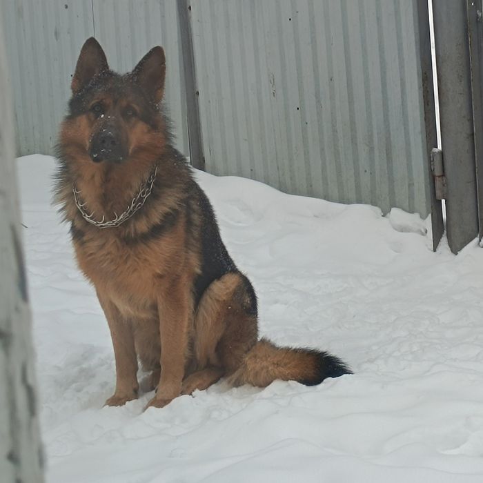 Продаються цуцики німецької вівчарки