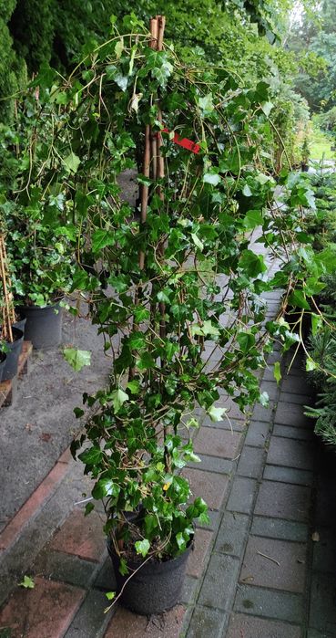 Zimozielone Bluszcze Hedera duży wybór producent