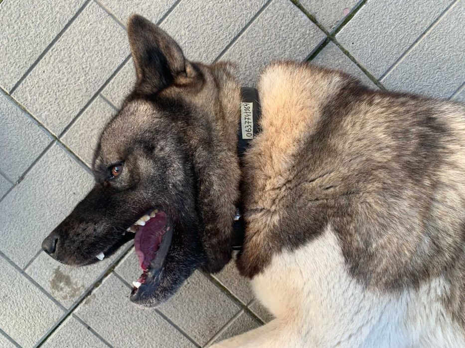 Акіта Американська 8 років. Кобель. В'язка. Вінниця.