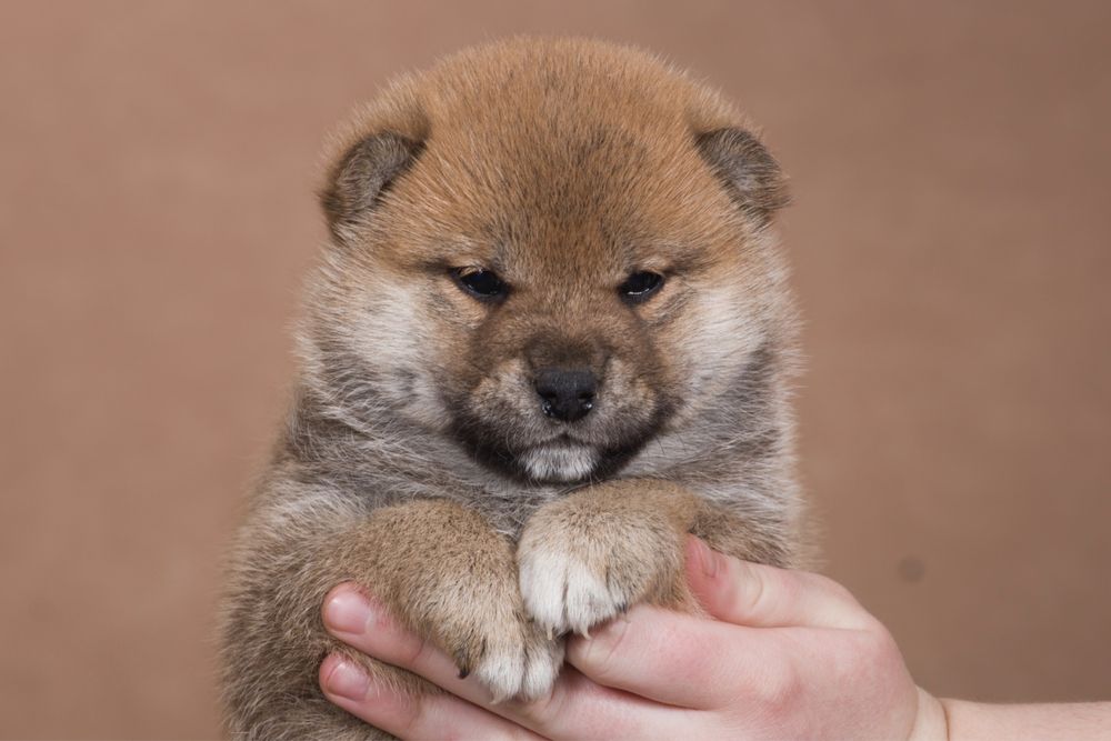 Шиба ину / shiba / шиба іну