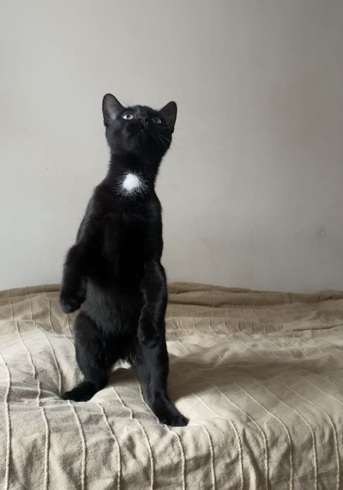 Sezam szuka wspanialej rodziny